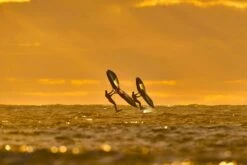 ARMSTRONG V2 A Wing -DE Surfausrüstung Verkäufe 2024 a wing v2 taranaki 1 brettsport de 1260x1260